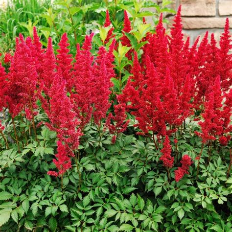 astilbe red