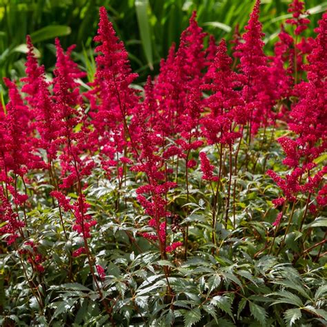 astilbe red sentinel