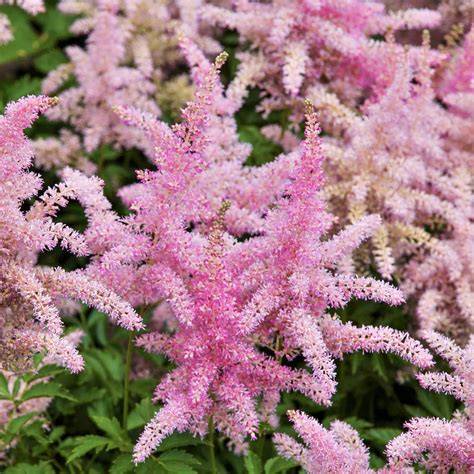 astilbe sprite
