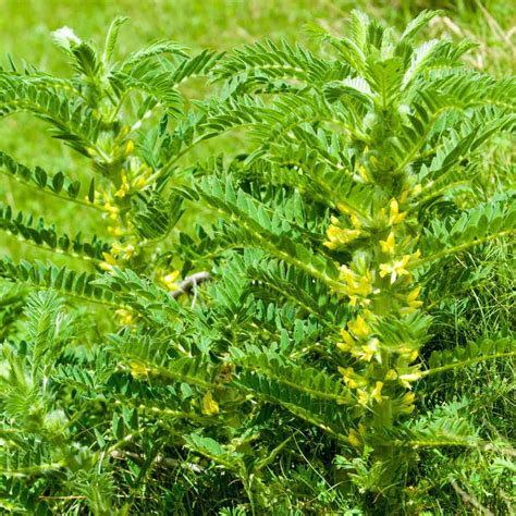 astragalus herb plants