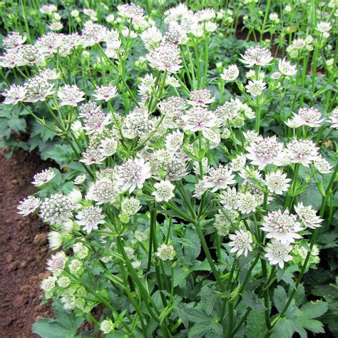 astrantia masterwort plant