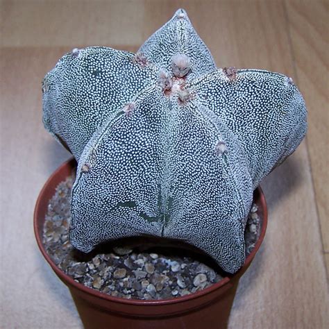 astrophytum myriostigma