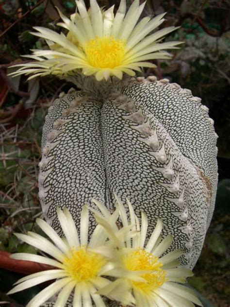 astrophytum onzuka