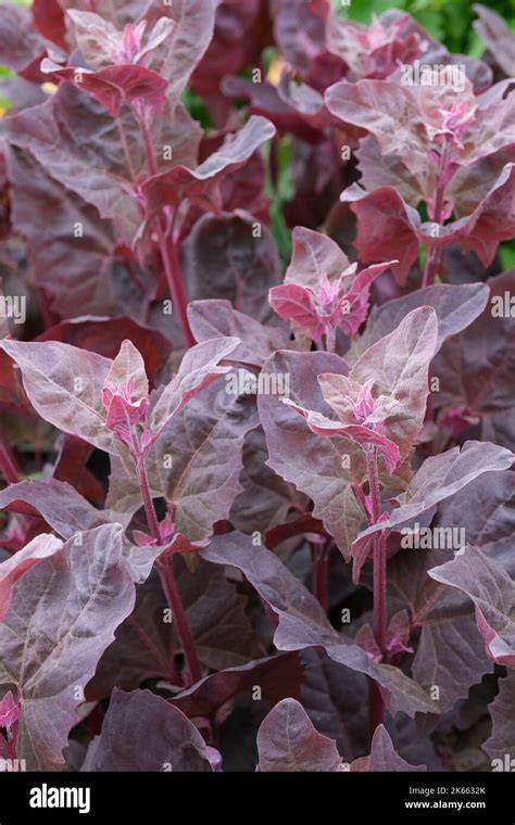 atriplex hortensis var rubra