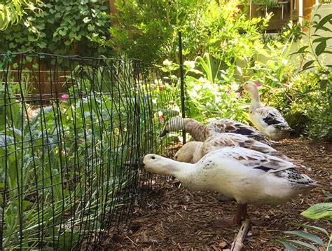 attracting ducks to garden