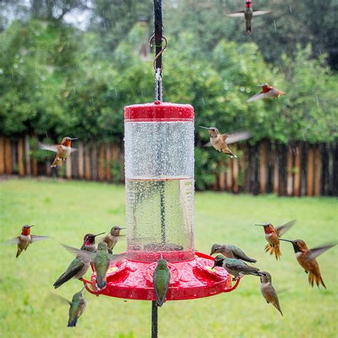 attracting hummingbirds