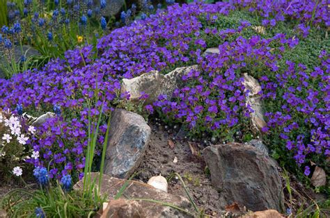 aubrieta plant