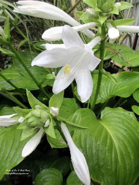 august lily hosta