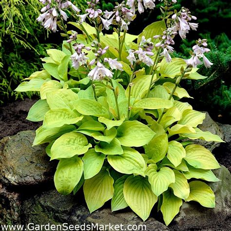 august moon hosta