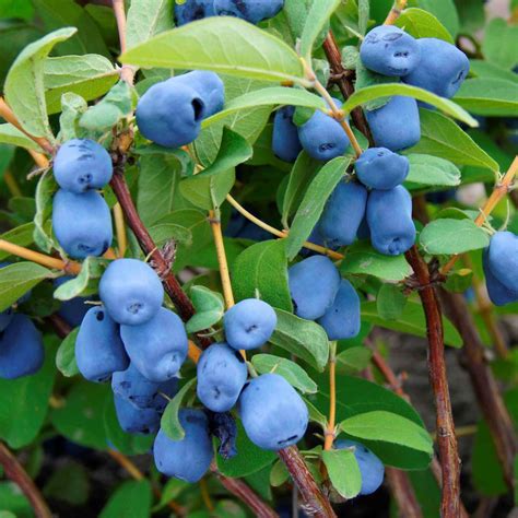 aurora honeyberry