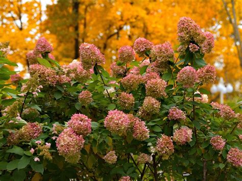 autumn hydrangea
