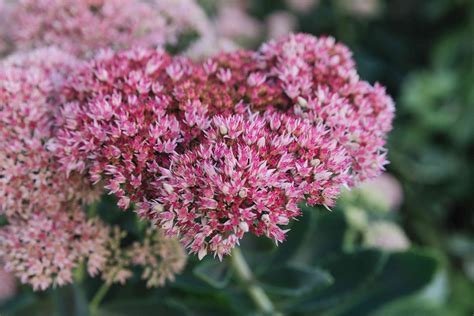 autumn joy sedum care