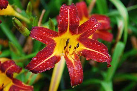 autumn red daylily