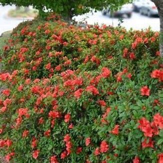 autumn sunset azalea
