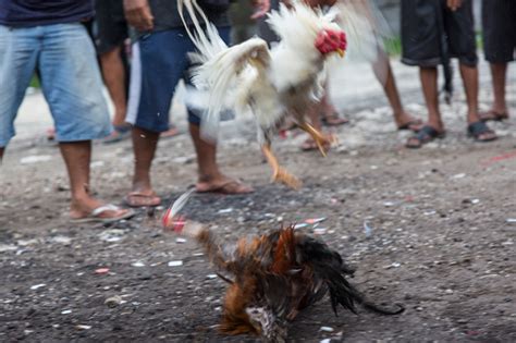 ayam berkelahi