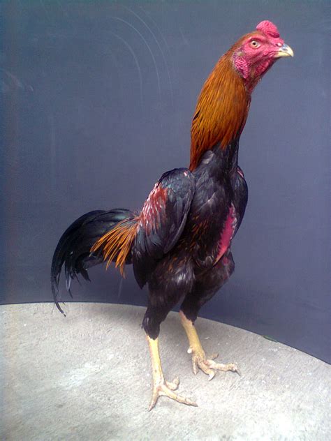 ayam jago