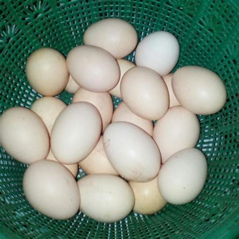 ayam kampung telur