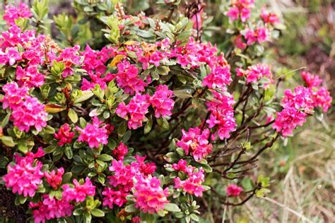 azalea deer resistant