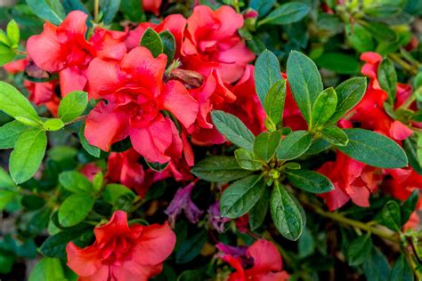 azalea plant