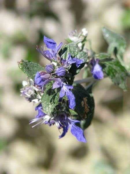 azure blue germander