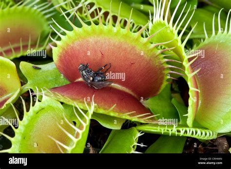 b52 venus flytrap
