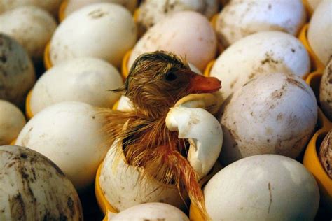 Baby duck egg in pieces