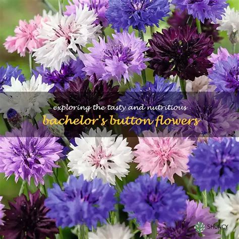 bachelor buttons edible