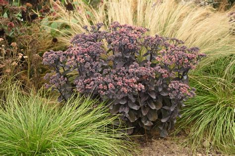 back in black sedum