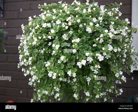 bacopa hanging basket