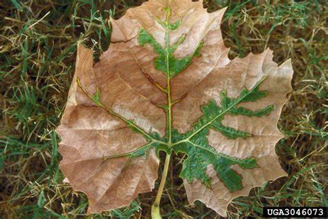 bacterial leaf scorch disease