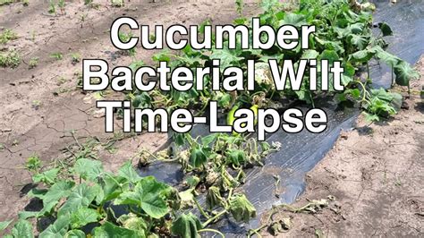 bacterial wilt cucumbers