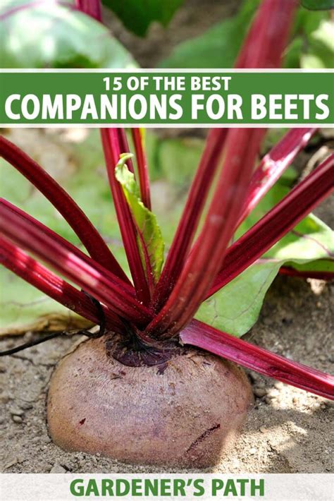 bad companion plants for beets
