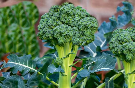 bad companion plants for broccoli