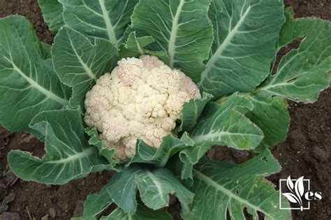 bad companion plants for cauliflower