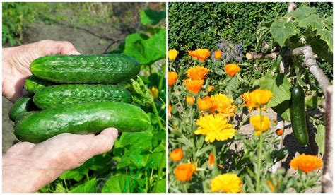 bad companion plants for cucumbers