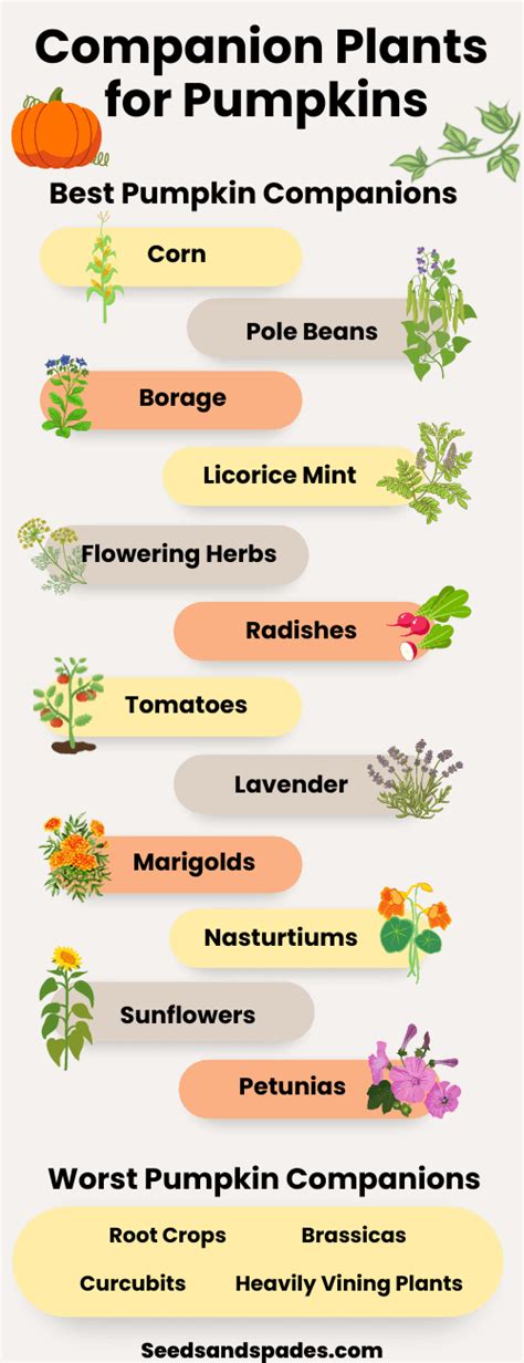 bad companion plants for pumpkins