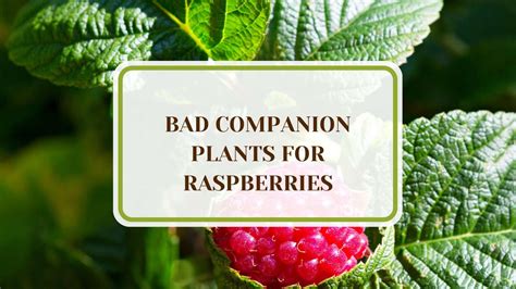 bad companion plants for raspberries