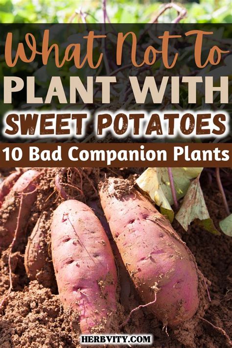 bad companion plants for sweet potatoes