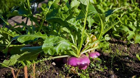 bad companion plants for turnips