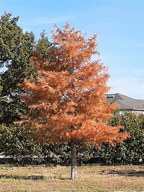 bald cypress fall