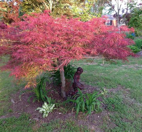 baldsmith japanese maple