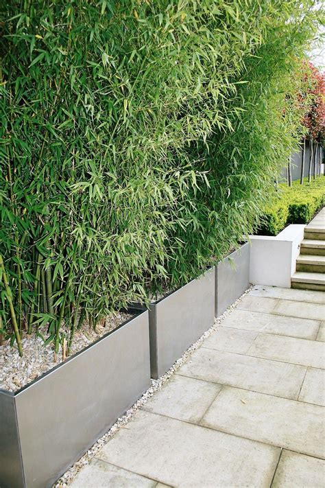 bamboo in planters for privacy