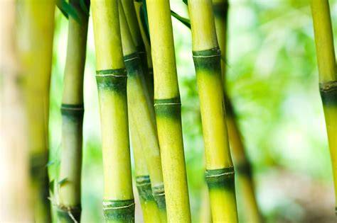 bamboo like