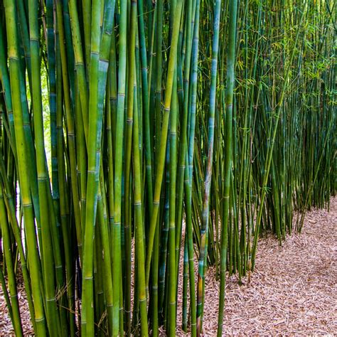 bambu yang berkualitas tinggi