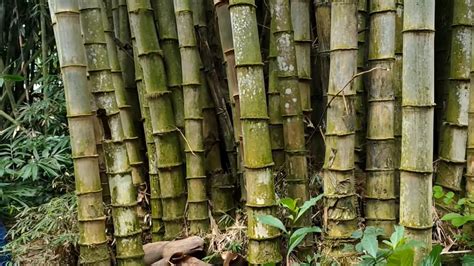 bambu betung