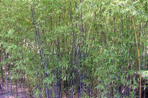 bambu phyllostachys nigra