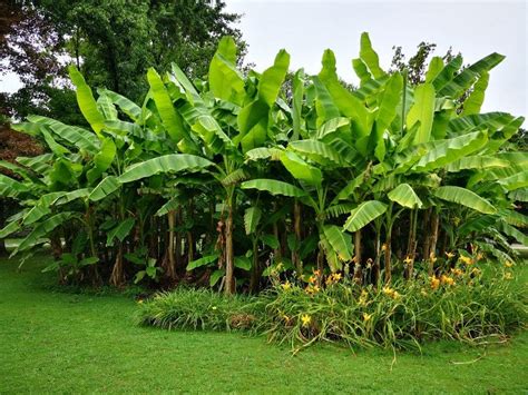 banana circle companion plants