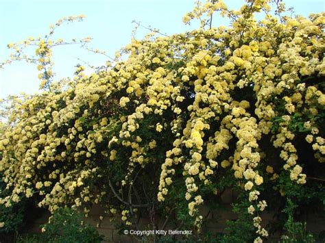 The Beauty of Banks Roses: Everything You Need to Know