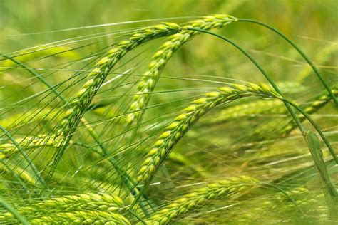 barley plant