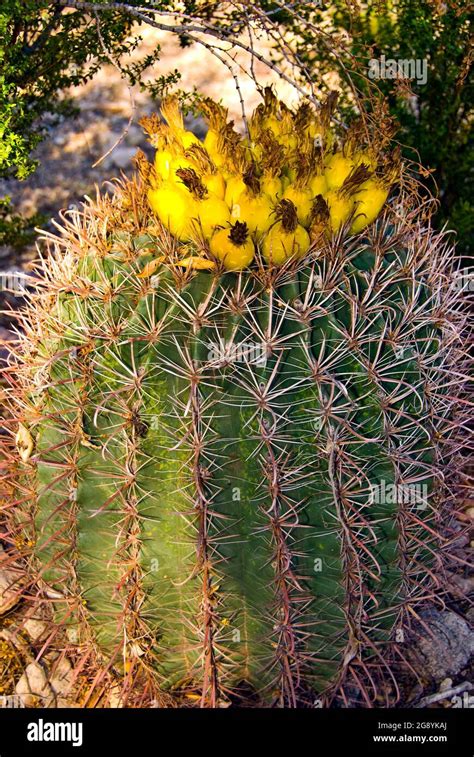 barrel cactus flower